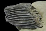 Crinoid (Gennaeocrinus) Fossil - Arkona, Canada #137269-1